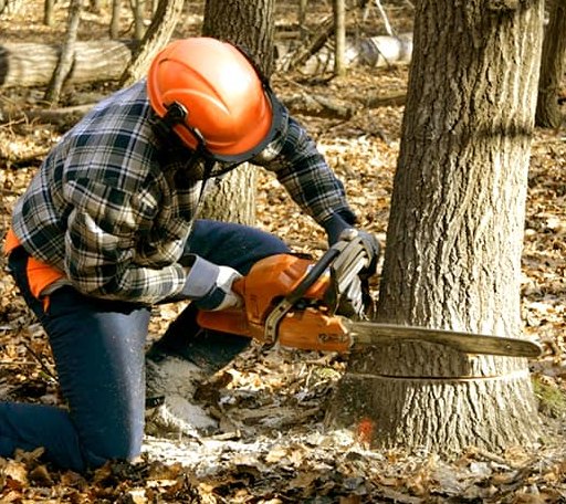 Tree Removal in Independence, VA